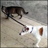 Cat Takes a Dog for a Walk... and Brings Him Back Home
