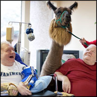 Llama Love Brings Joy to the Lives of Seniors