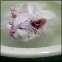 Unusual Kitten Loves Taking Baths