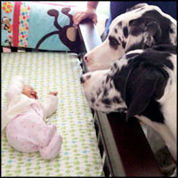 2 Great Danes Stand Guard Over Their Newborn Sister