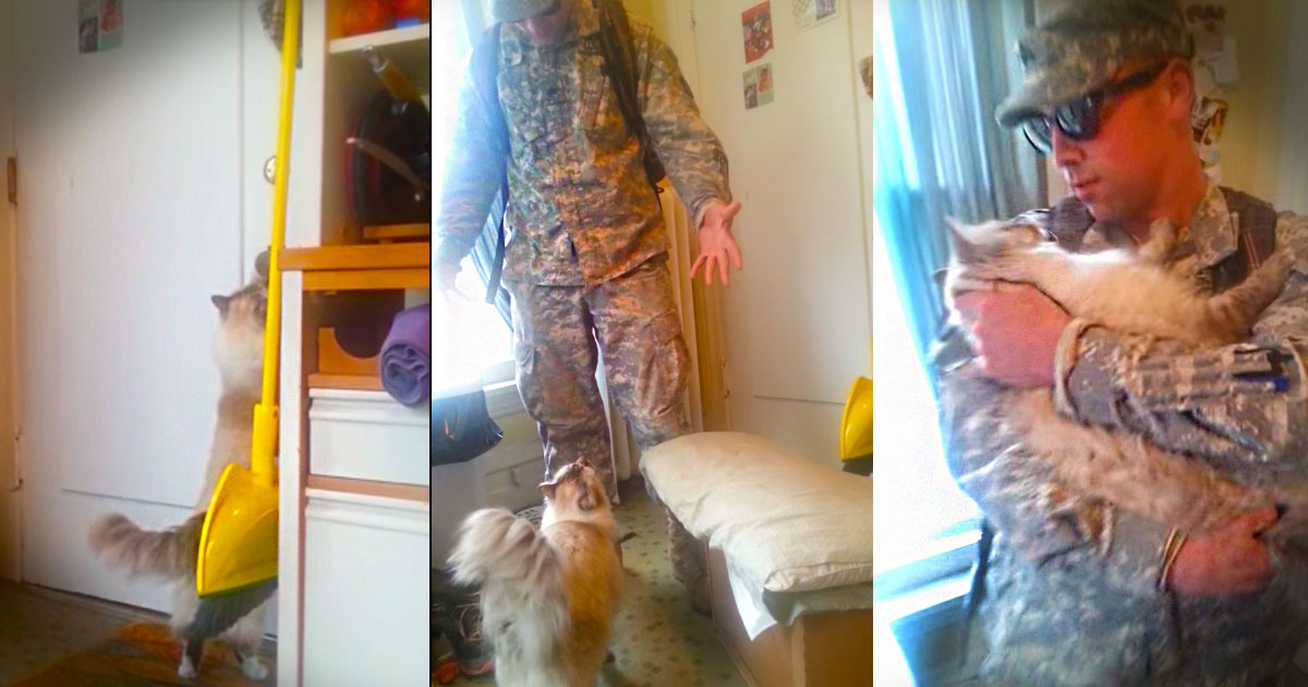 What This Kitty Does at 1:18 Didn't Make My Day--It Made My Week! This Military Reunion Is So Sweet!