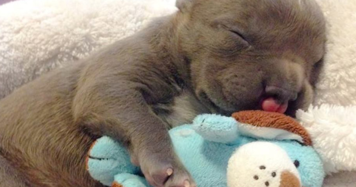 Doctors Thought That This Pit Bull With A Cleft Palate Should Die. But Look at Her Now!