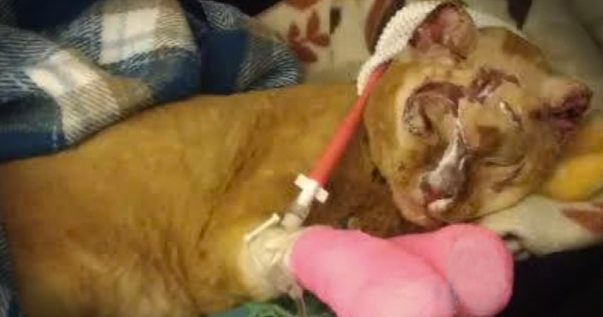 Kind Strangers Save Miracle Cat AND His Badly Burned Home—WOW!  