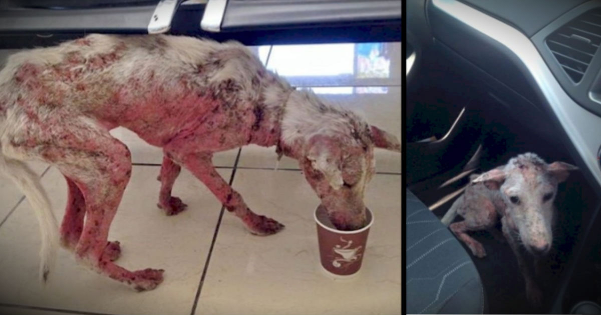This Abandoned Dog Was Desperate. But Jumping Into This Car SAVED Her Life!